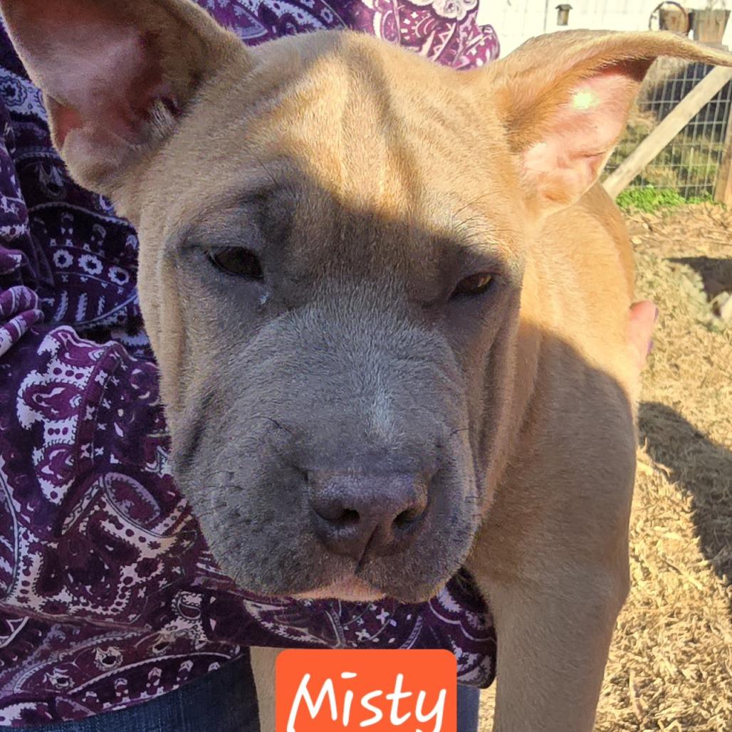 Enlarge Misty (Coopers Corner), a Adoptable mixed breed in Lenoir, NC image 2/3