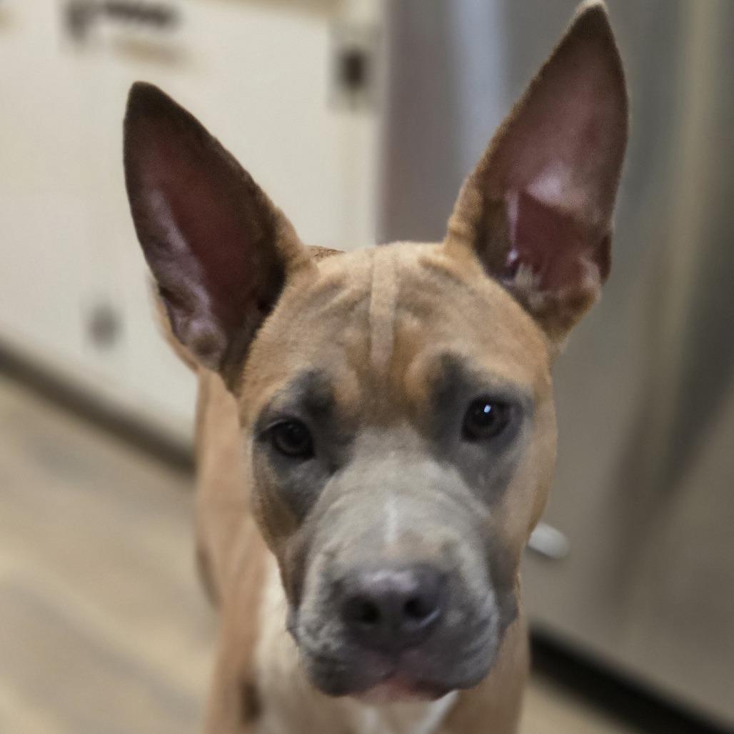 Enlarge Misty (Coopers Corner), a Adoptable mixed breed in Lenoir, NC image 5/5