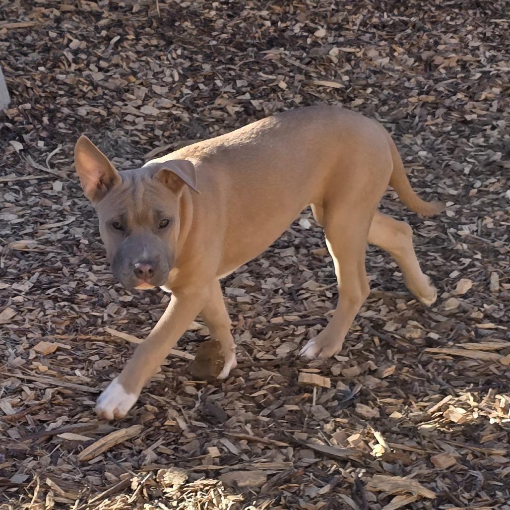Misty (Coopers Corner), a Adoptable mixed breed in Lenoir, NC image 2/2