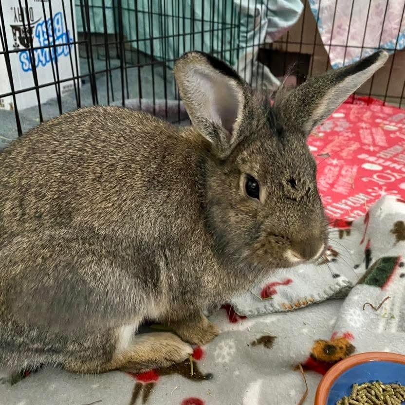 Berry, Adoptable, Young Male American.