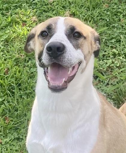 Mindy, ADOPTABLE, Adult Female Anatolian Shepherd.