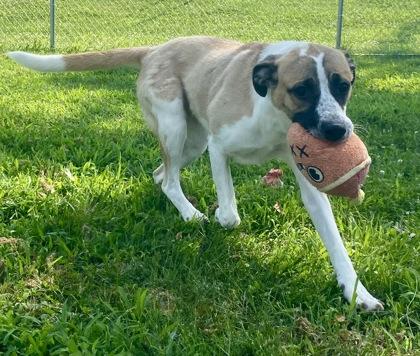 Mindy, a ADOPTABLE Anatolian Shepherd in Glasgow, KY image 2/2