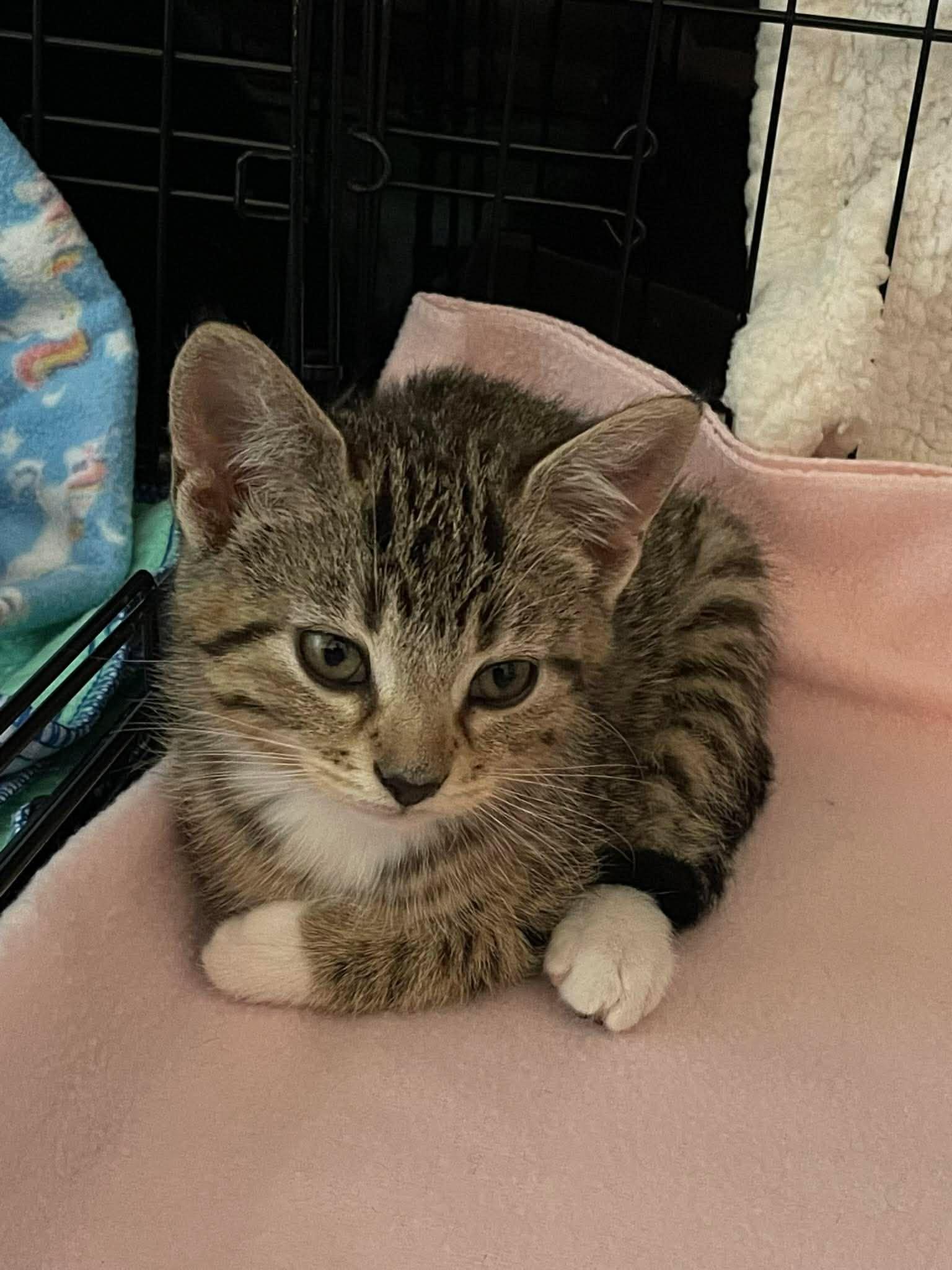 Cubby, adoptable, Kitten Male Domestic Short Hair.