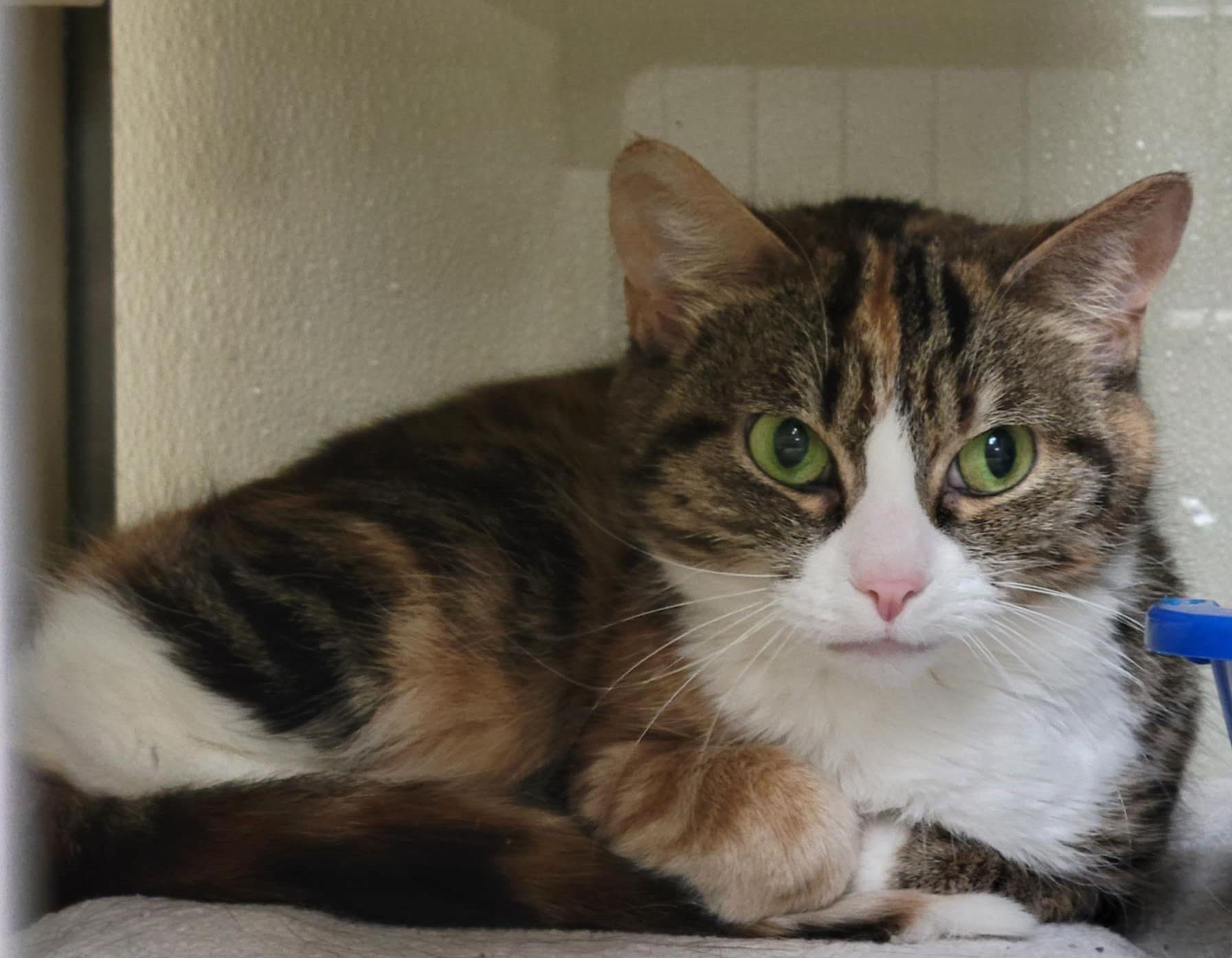 Candy Swirl, Senior Female unknown