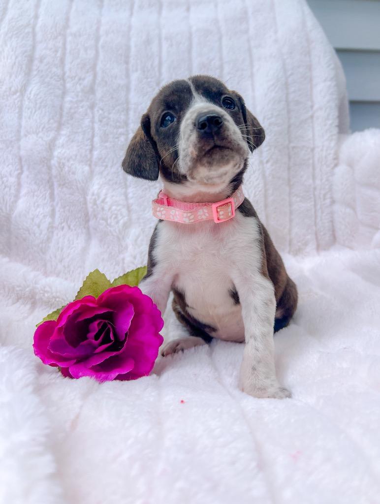 Enlarge Whitney, a Adoptable mixed breed in Murray, KY image 1/2