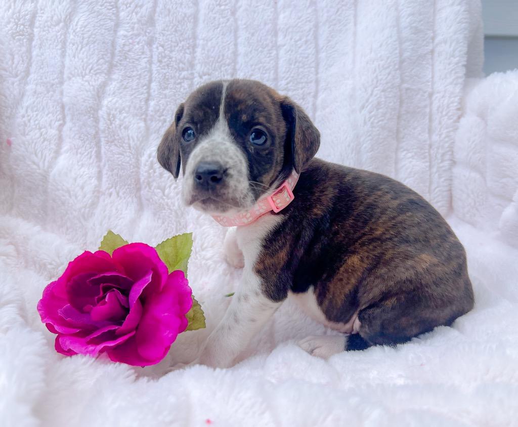 Enlarge Whitney, a Adoptable mixed breed in Murray, KY image 2/2