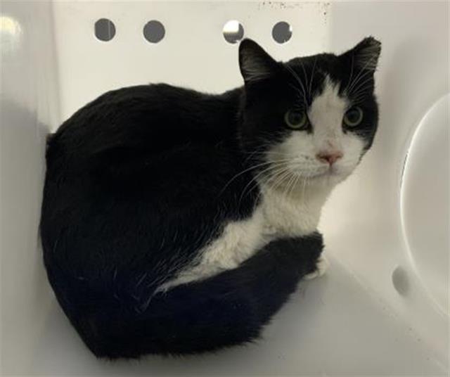 Enlarge A251087, a Adoptable mixed breed in Visalia, CA image 1/1