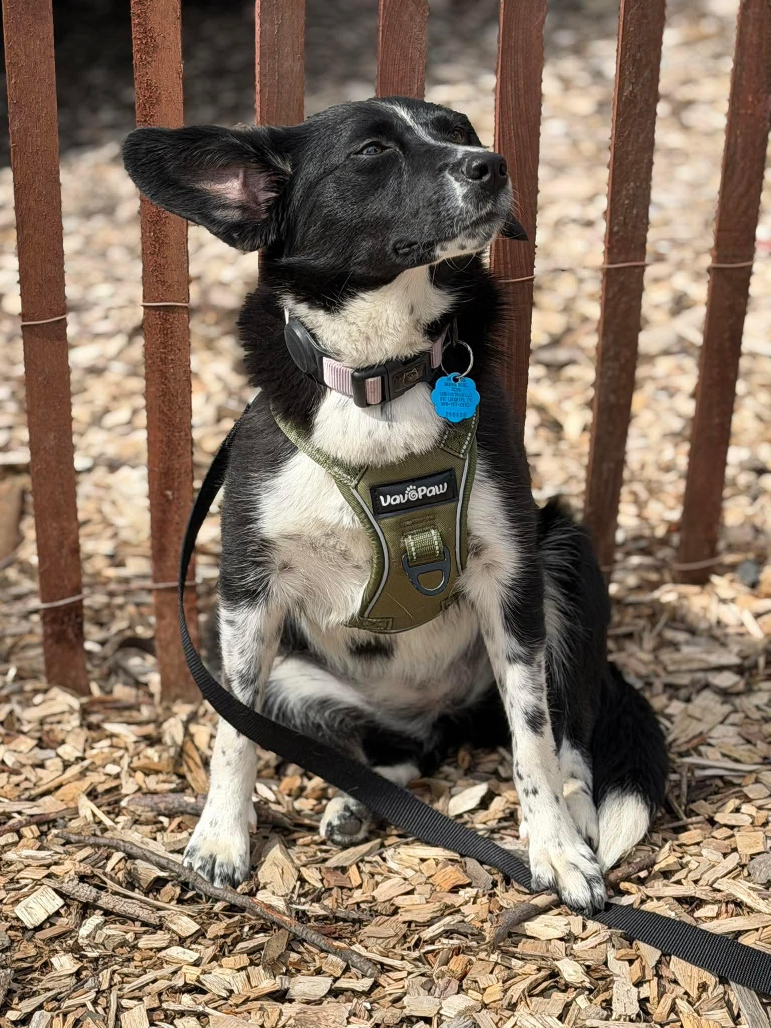 Juliet, Adoptable, Young Female Collie.