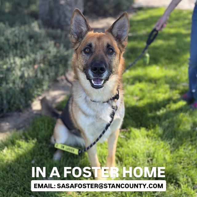 Enlarge ASTRAL, a Adoptable German Shepherd Dog in Modesto, CA image 1/1