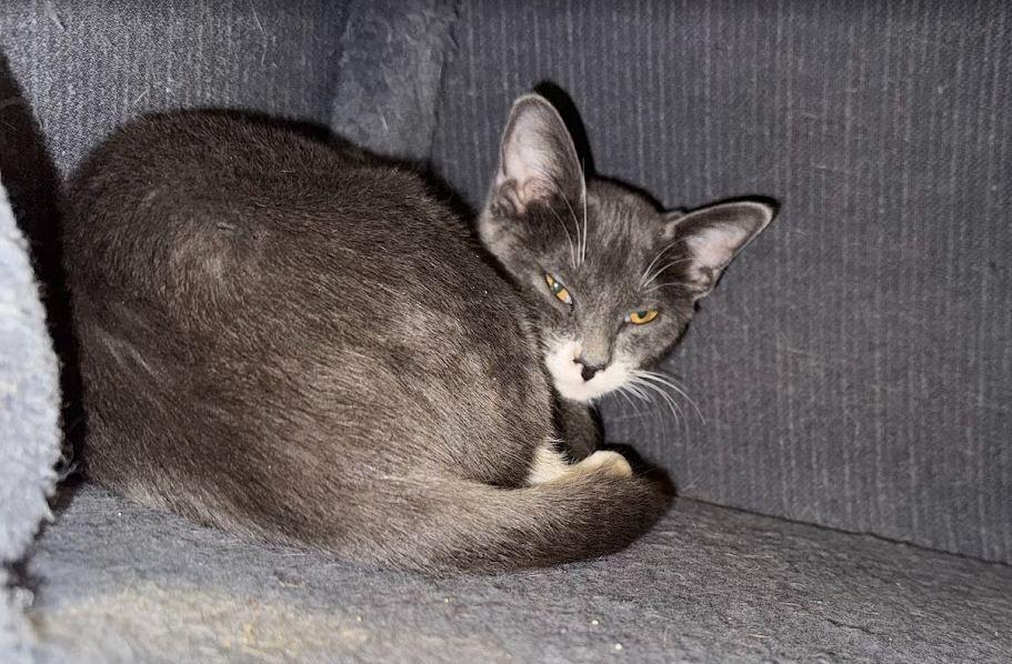 Noelle, Adoptable, Kitten Female Domestic Short Hair.