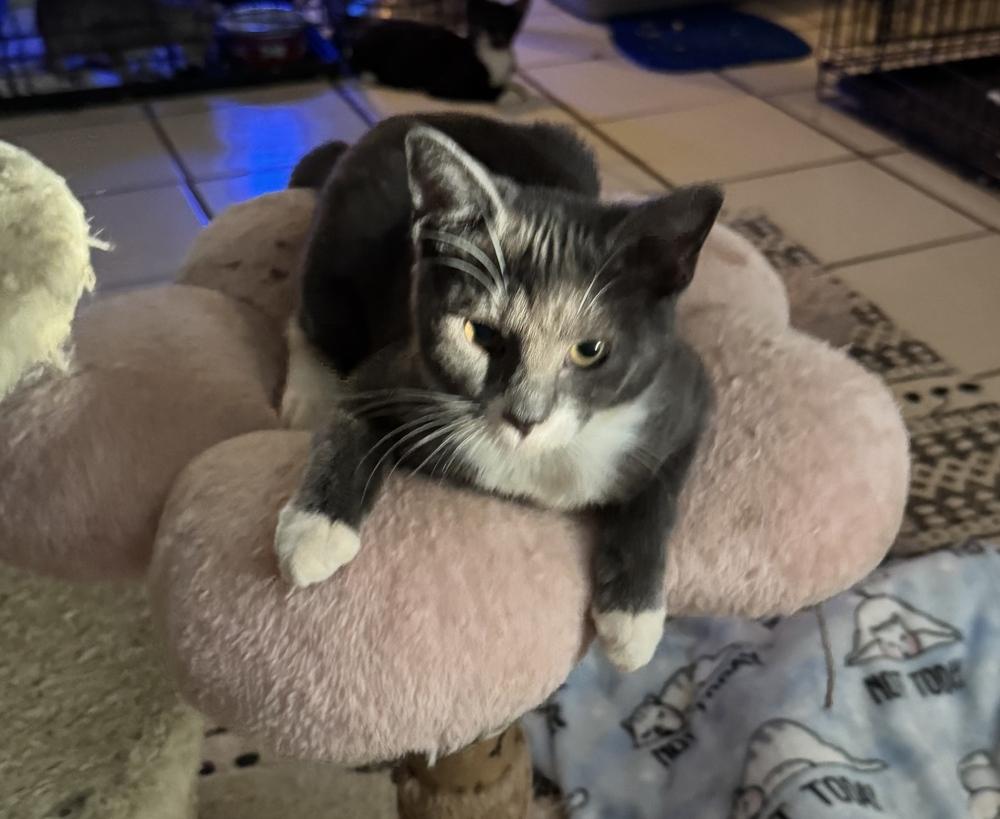 Enlarge Noelle (fka Noel), a Adoptable Domestic Short Hair in Hudson, NH image 1/1