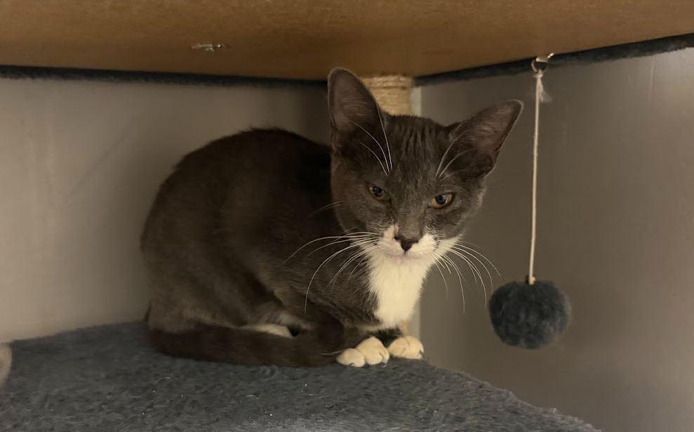 Enlarge Noelle, a Adoptable Domestic Short Hair in Hudson, NH image 3/3