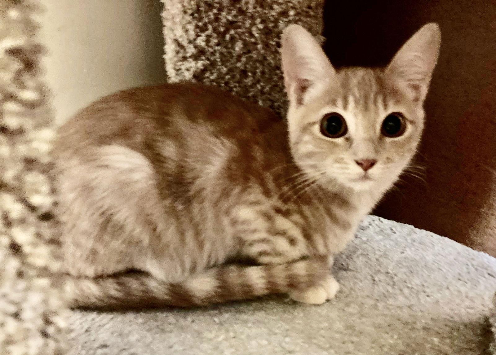 Enlarge Ginger, a Adopted Tabby in Antioch, CA image 1/2