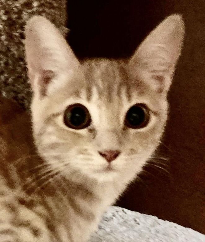 Enlarge Ginger, a Adopted Tabby in Antioch, CA image 2/2