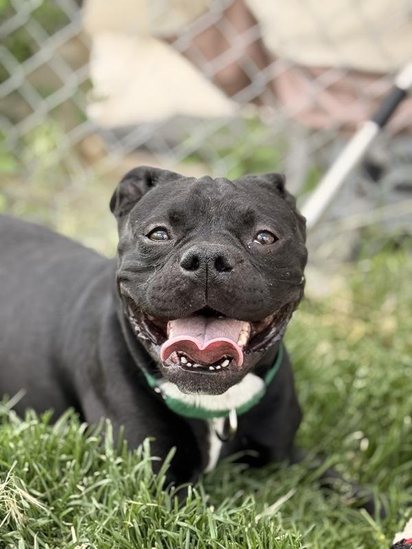 Graig, Adoptable, Adult Male Boston Terrier & Staffordshire Bull Terrier.
