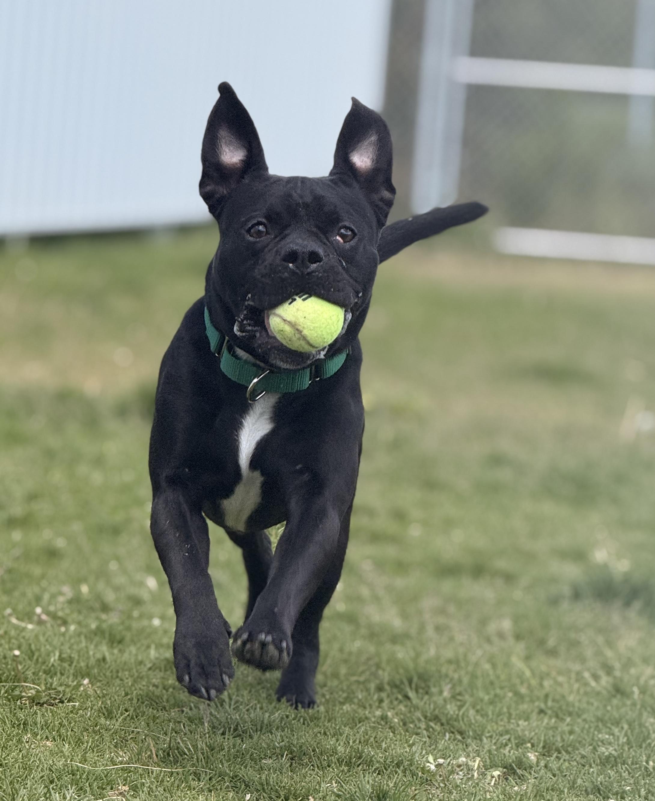 Enlarge Graig  46147, a Adoptable mixed breed in Pocatello, ID image 2/2