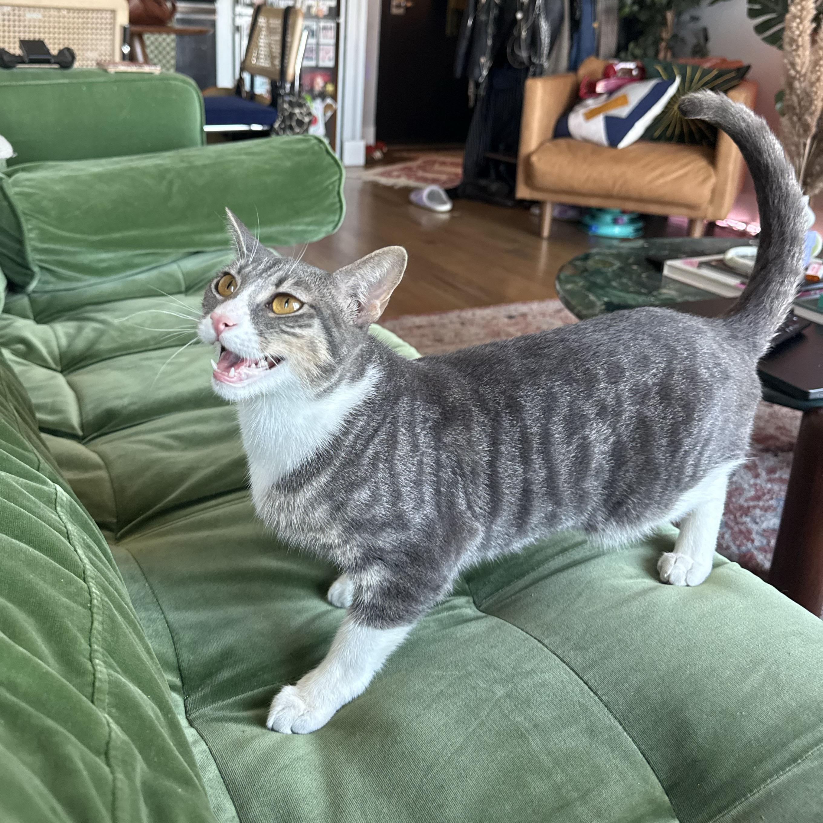 Origami, a ADOPTABLE Domestic Short Hair in BROOKLYN, NY image 2/5