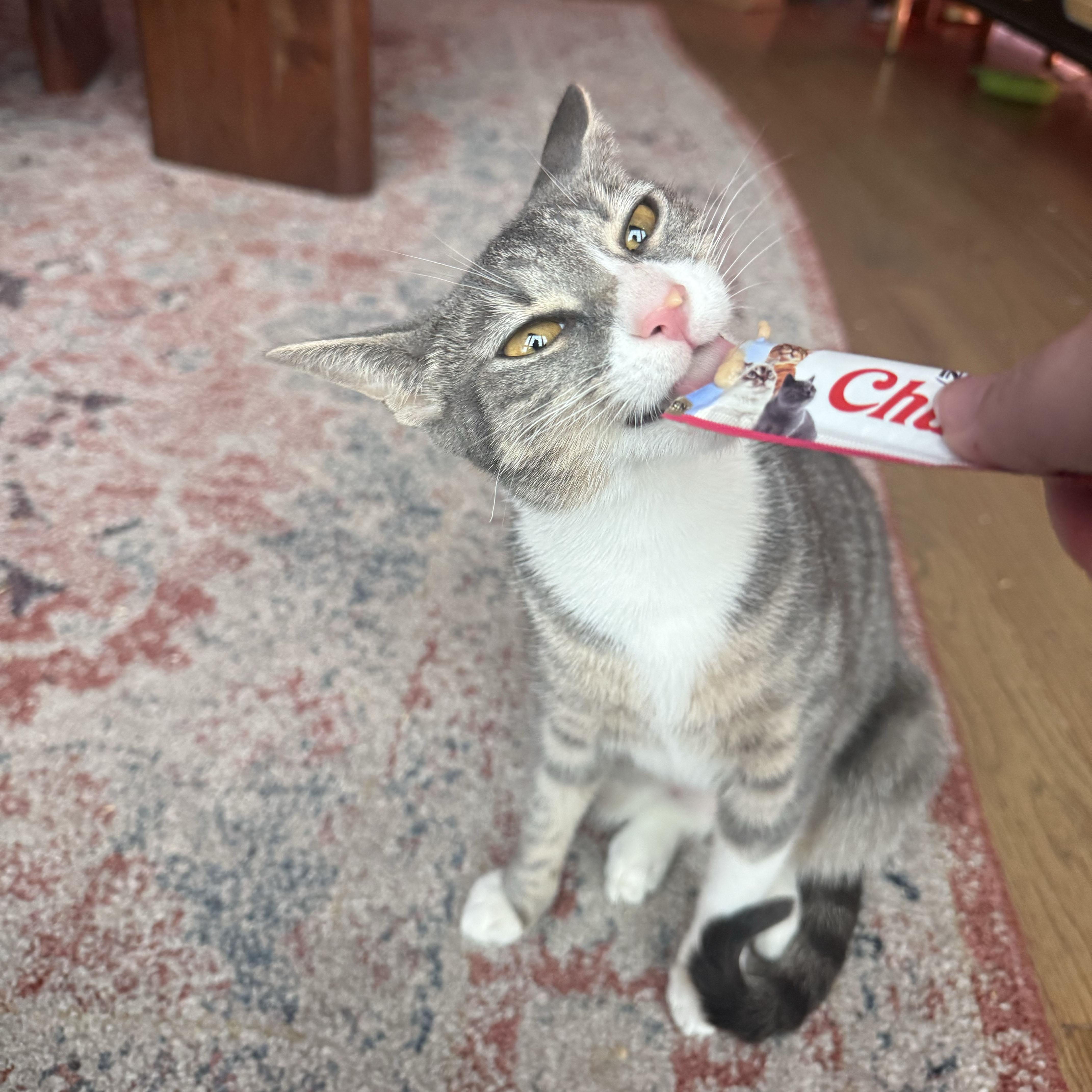 Origami, a ADOPTABLE Domestic Short Hair in BROOKLYN, NY image 3/5