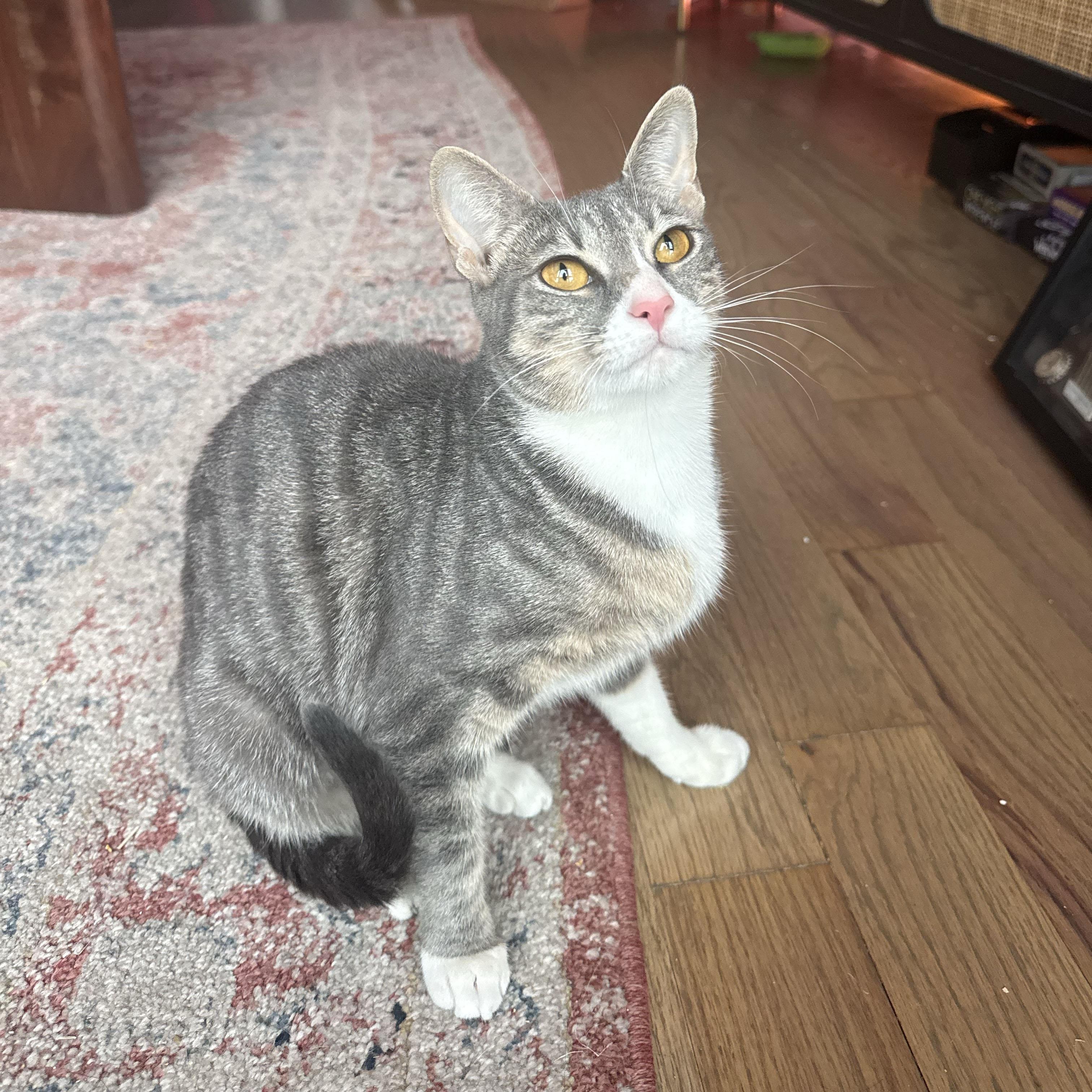 Origami, a ADOPTABLE Domestic Short Hair in BROOKLYN, NY image 5/5