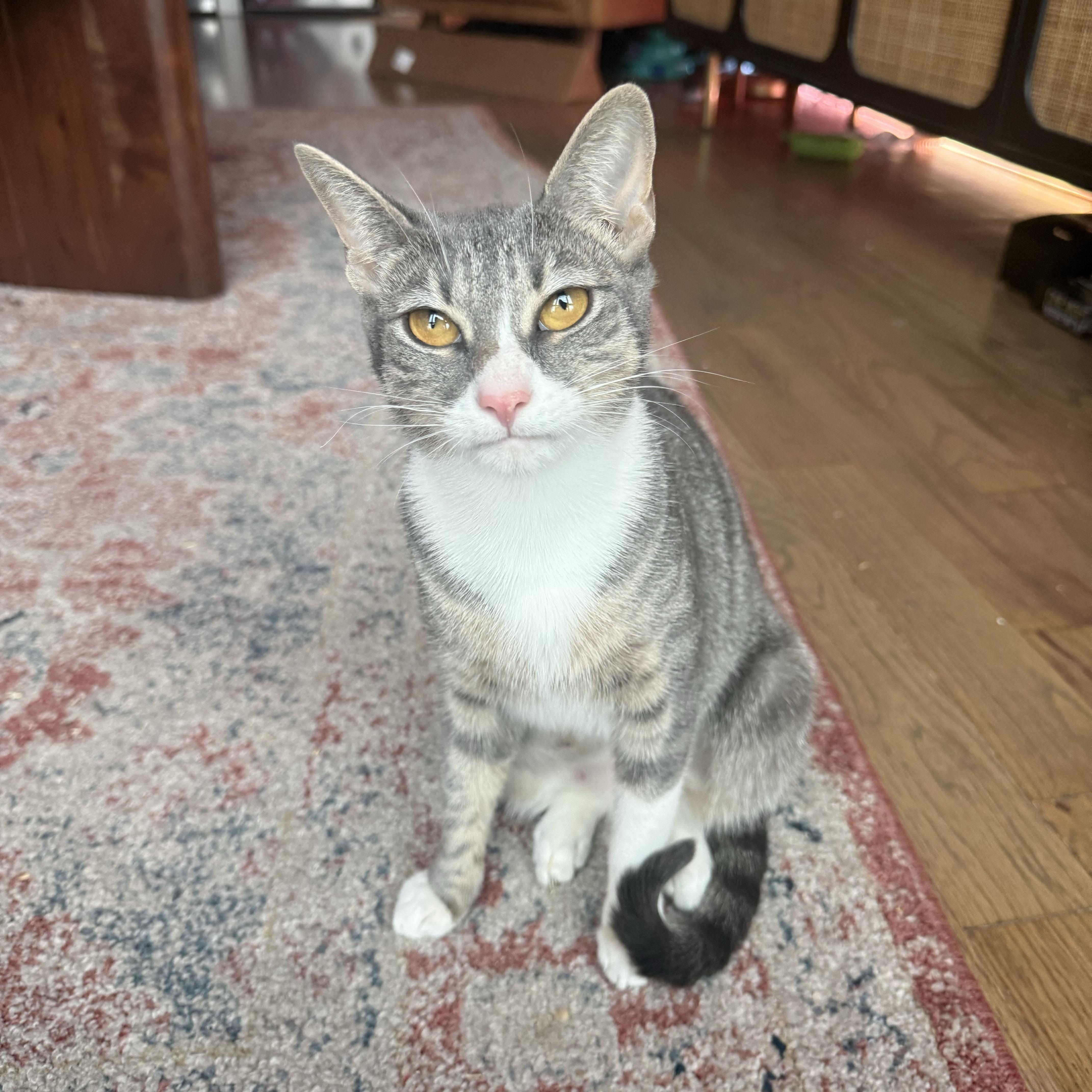 Origami, a ADOPTABLE Domestic Short Hair in BROOKLYN, NY image 1/5