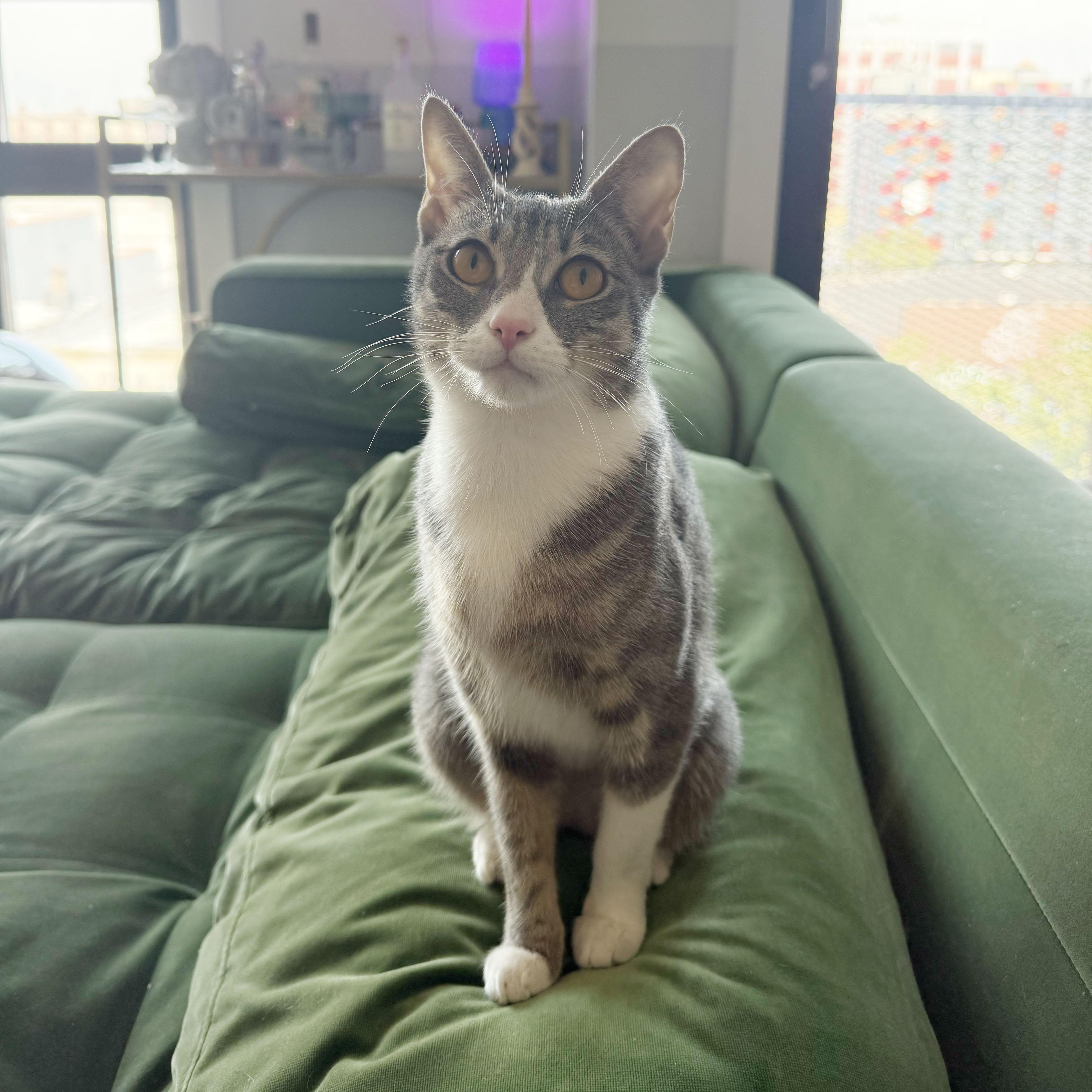 Origami, a ADOPTABLE Domestic Short Hair in BROOKLYN, NY image 4/5