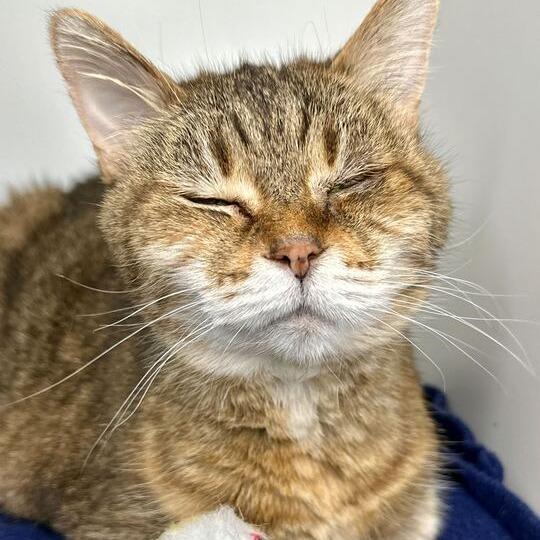 Fiona, Adoptable, Senior Female Domestic Short Hair.