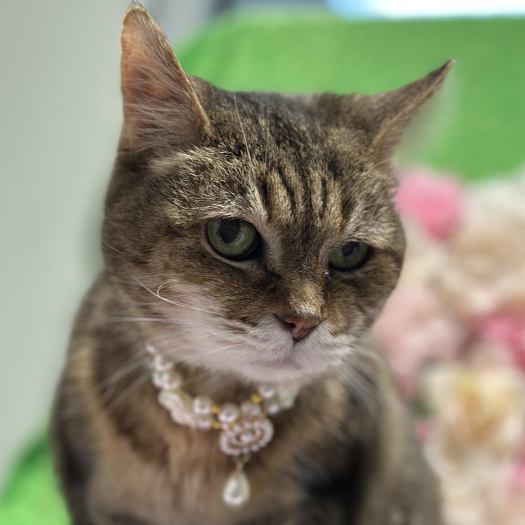 Enlarge Fiona, a Adoptable Domestic Short Hair in Matteson, IL image 2/5