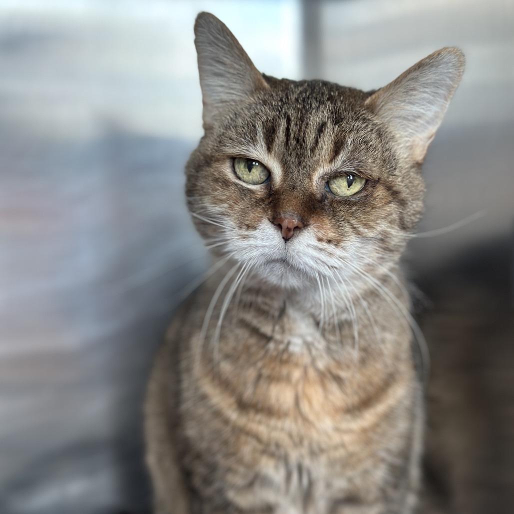 Enlarge Fiona, a Adoptable Domestic Short Hair in Matteson, IL image 3/5