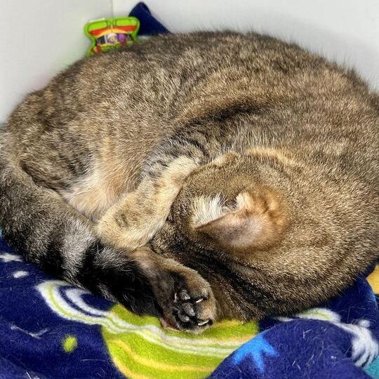 Enlarge Fiona, a Adoptable Domestic Short Hair in Matteson, IL image 4/5