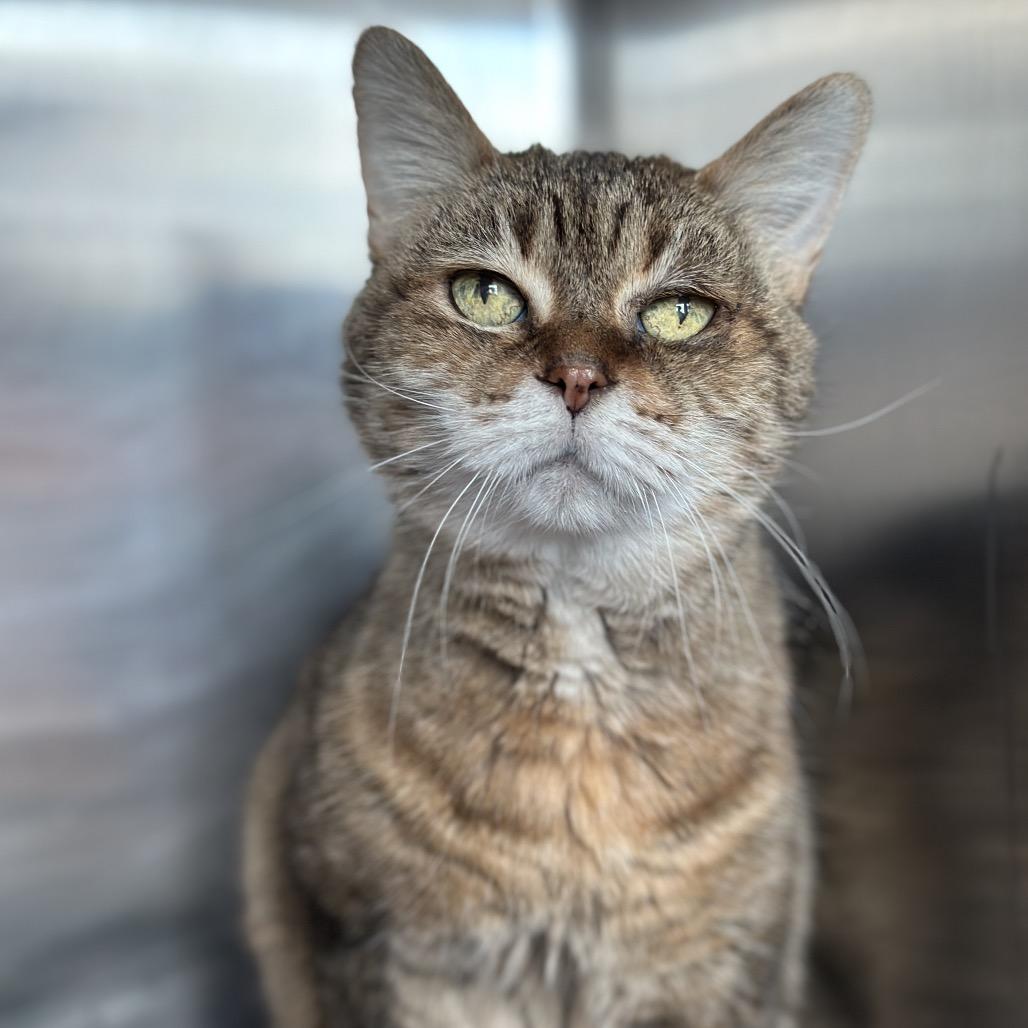 Enlarge Fiona, a Adoptable Domestic Short Hair in Matteson, IL image 5/5