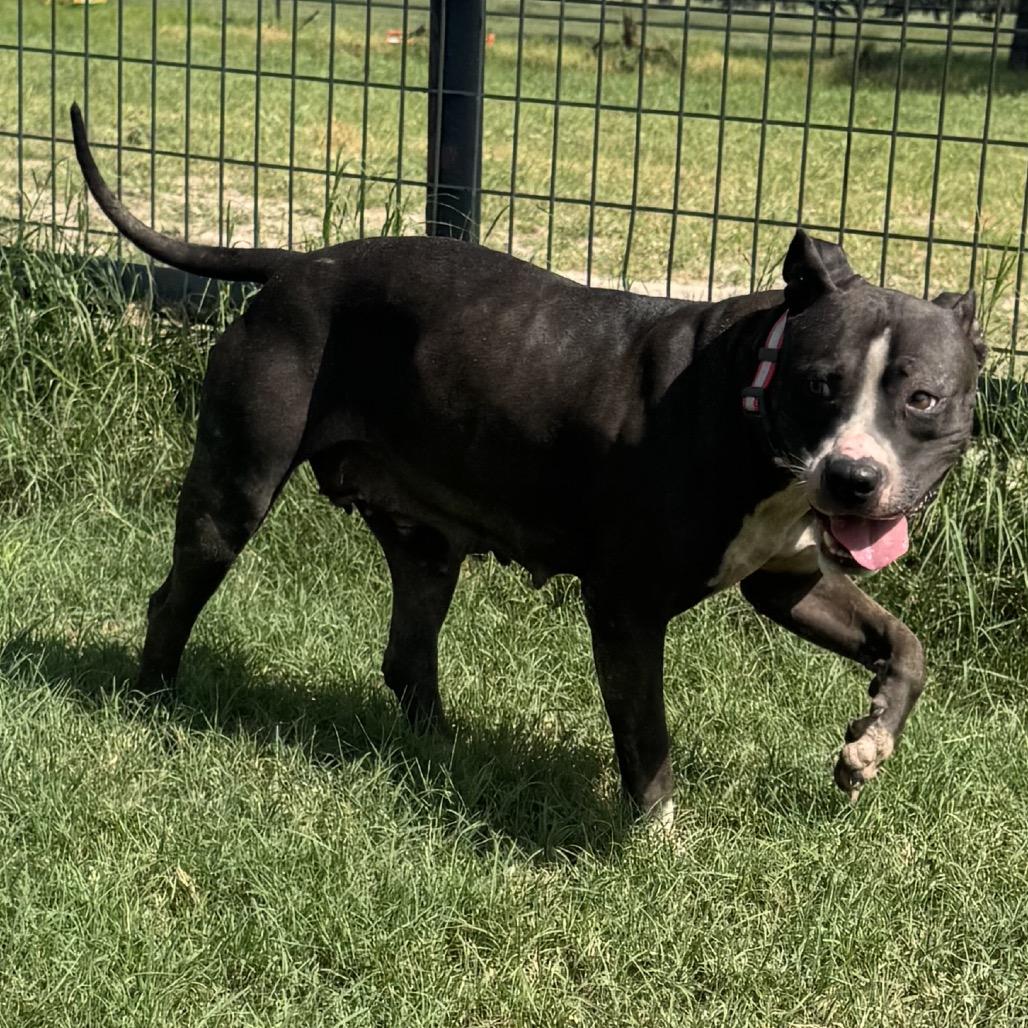 Lulu, Adoptable, Adult Female Pit Bull Terrier & Mixed Breed.
