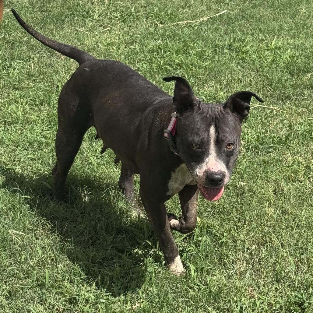 Enlarge Lulu, a Adoptable mixed breed in Floresville, TX image 2/5