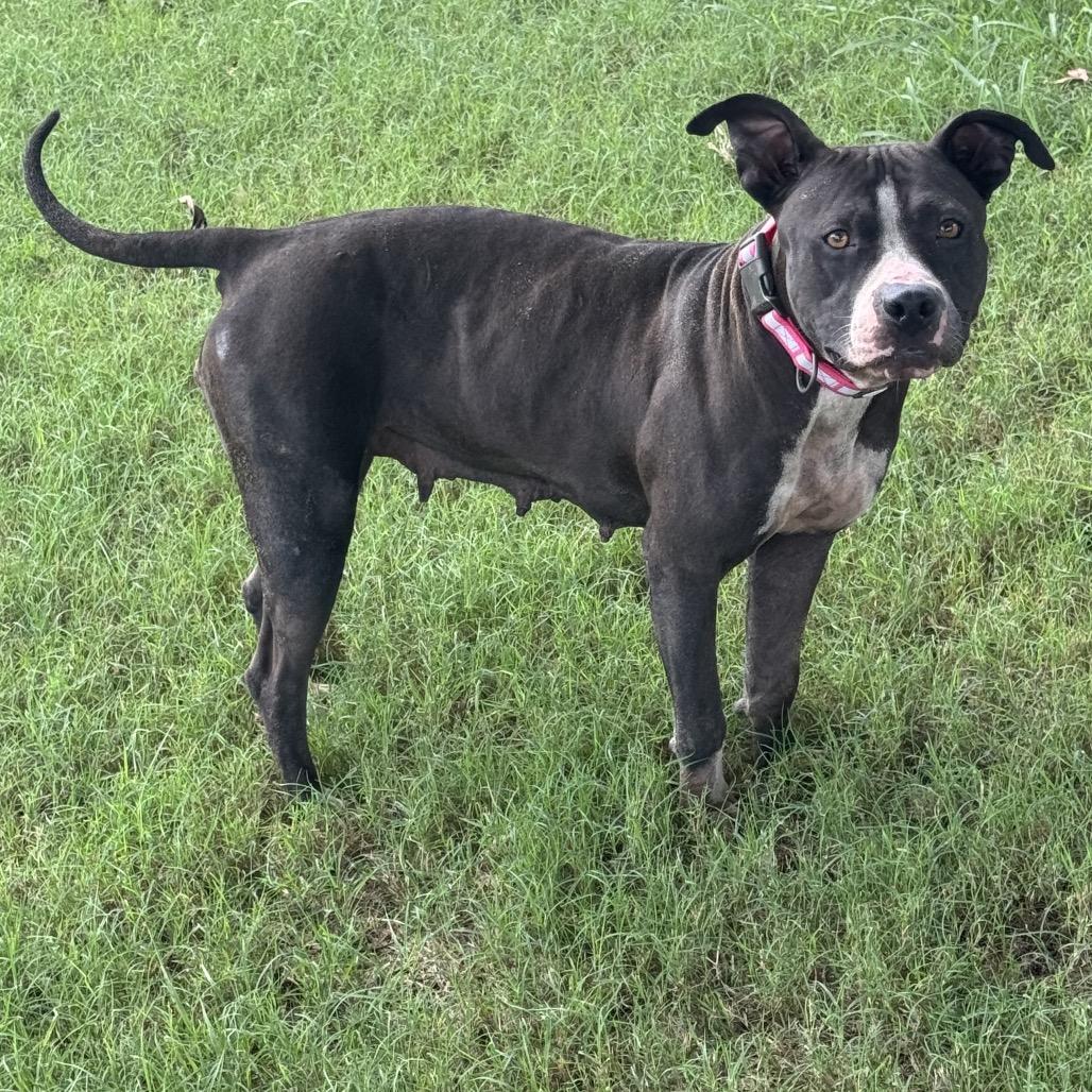 Enlarge Lulu, a Adoptable mixed breed in Floresville, TX image 3/5