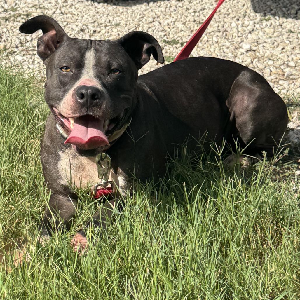 Enlarge Lulu, a Adoptable mixed breed in Floresville, TX image 4/5