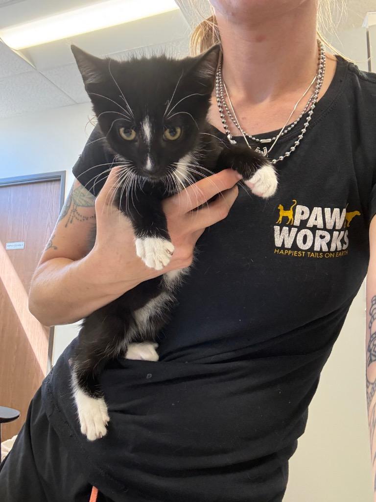 Mittens, Adoptable, Kitten Male Domestic Short Hair.