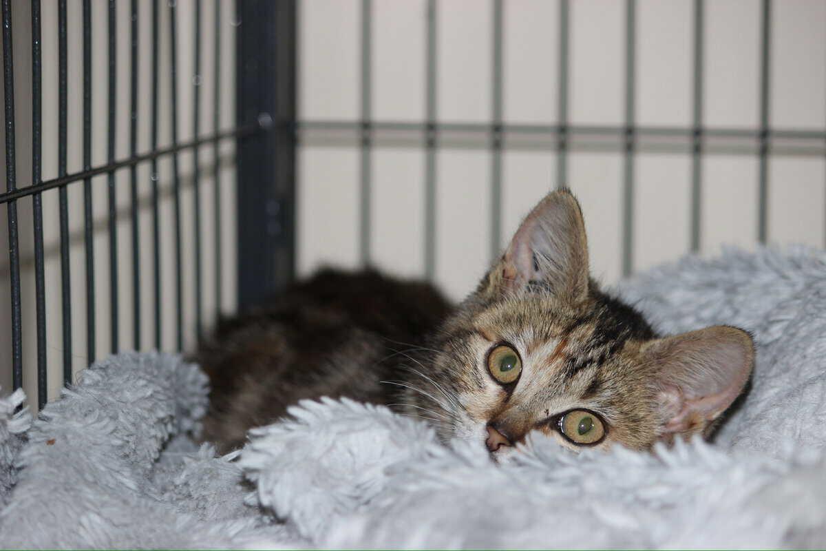 Cayenne, a ADOPTABLE Tabby in Calgary, AB image 3/3