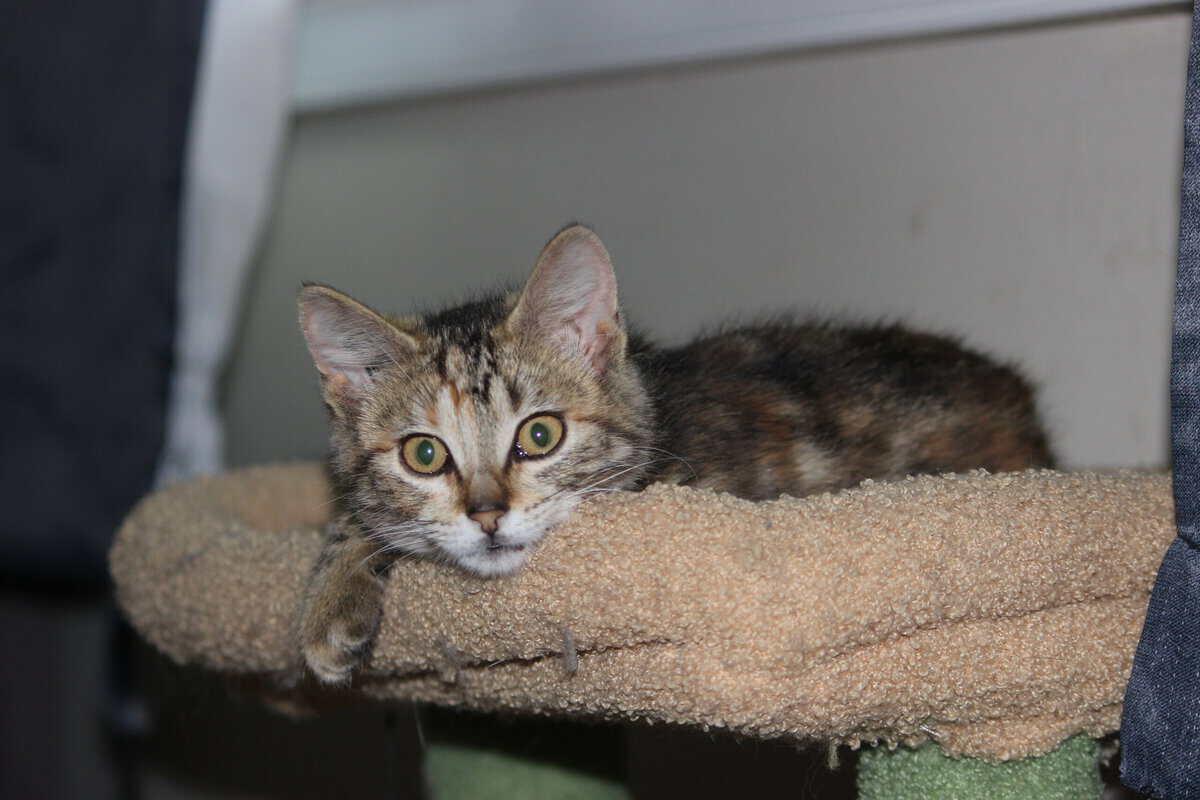 Cayenne, a ADOPTABLE Tabby in Calgary, AB image 2/3