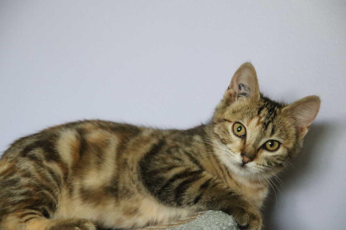 Cayenne, ADOPTABLE, Kitten Female Tabby.