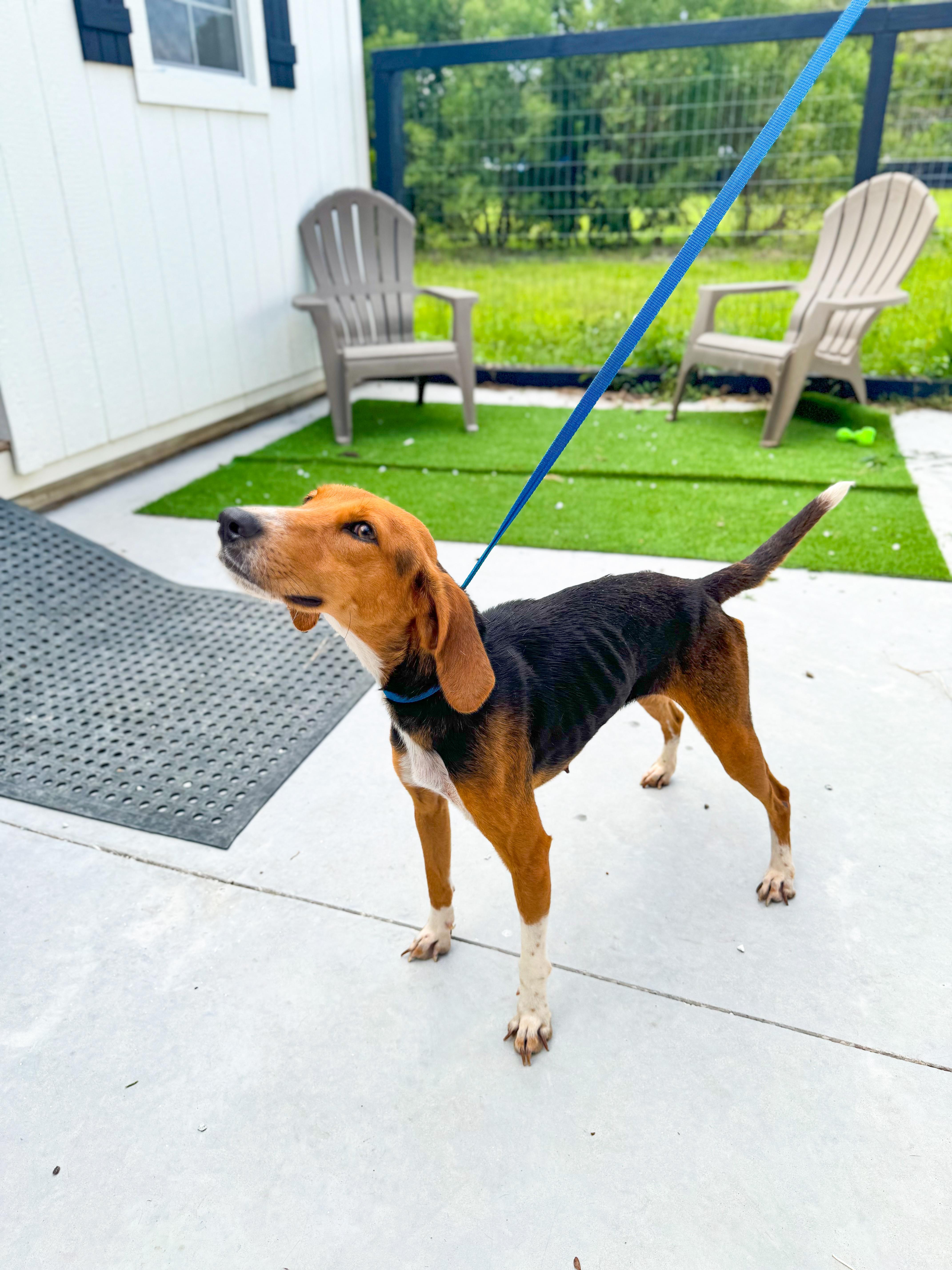 Lainey, Adoptable, Adult Male Hound.