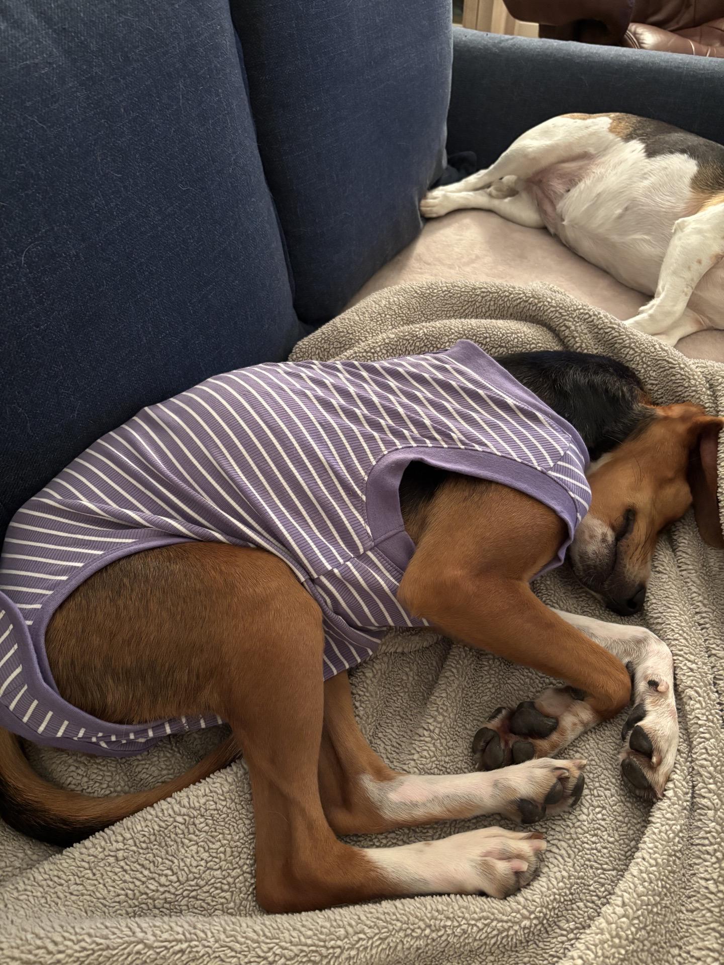 Lainey, a Adoptable mixed breed in charleston, SC image 4/6