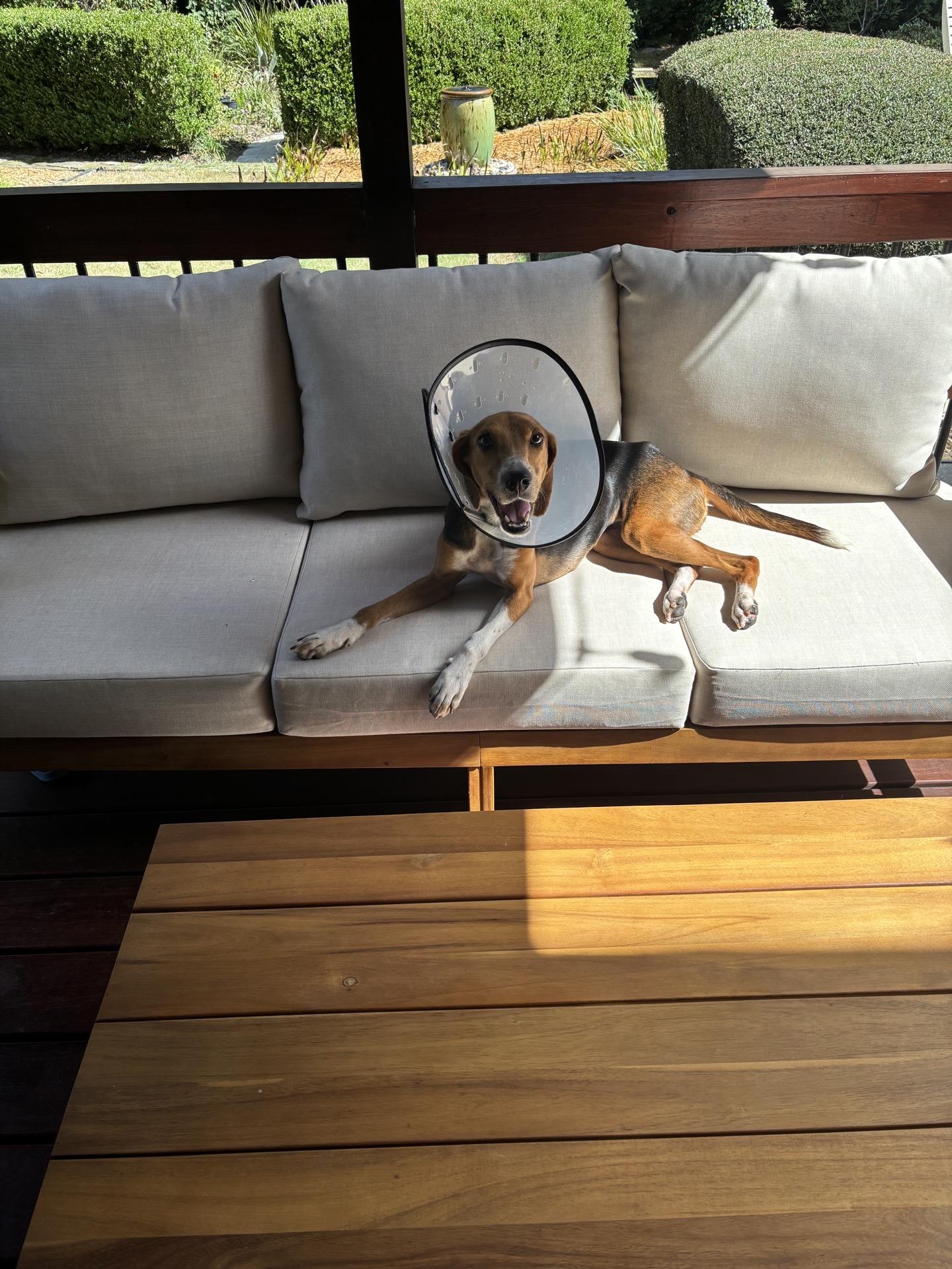 Lainey, a Adoptable mixed breed in charleston, SC image 6/6