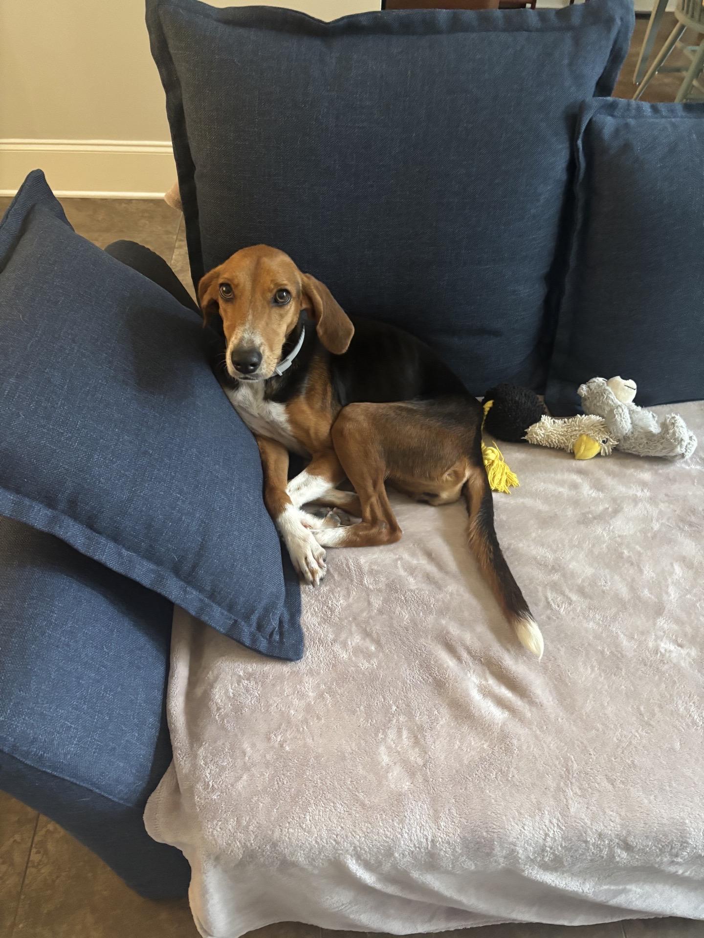 Lainey, a Adoptable mixed breed in charleston, SC image 5/6