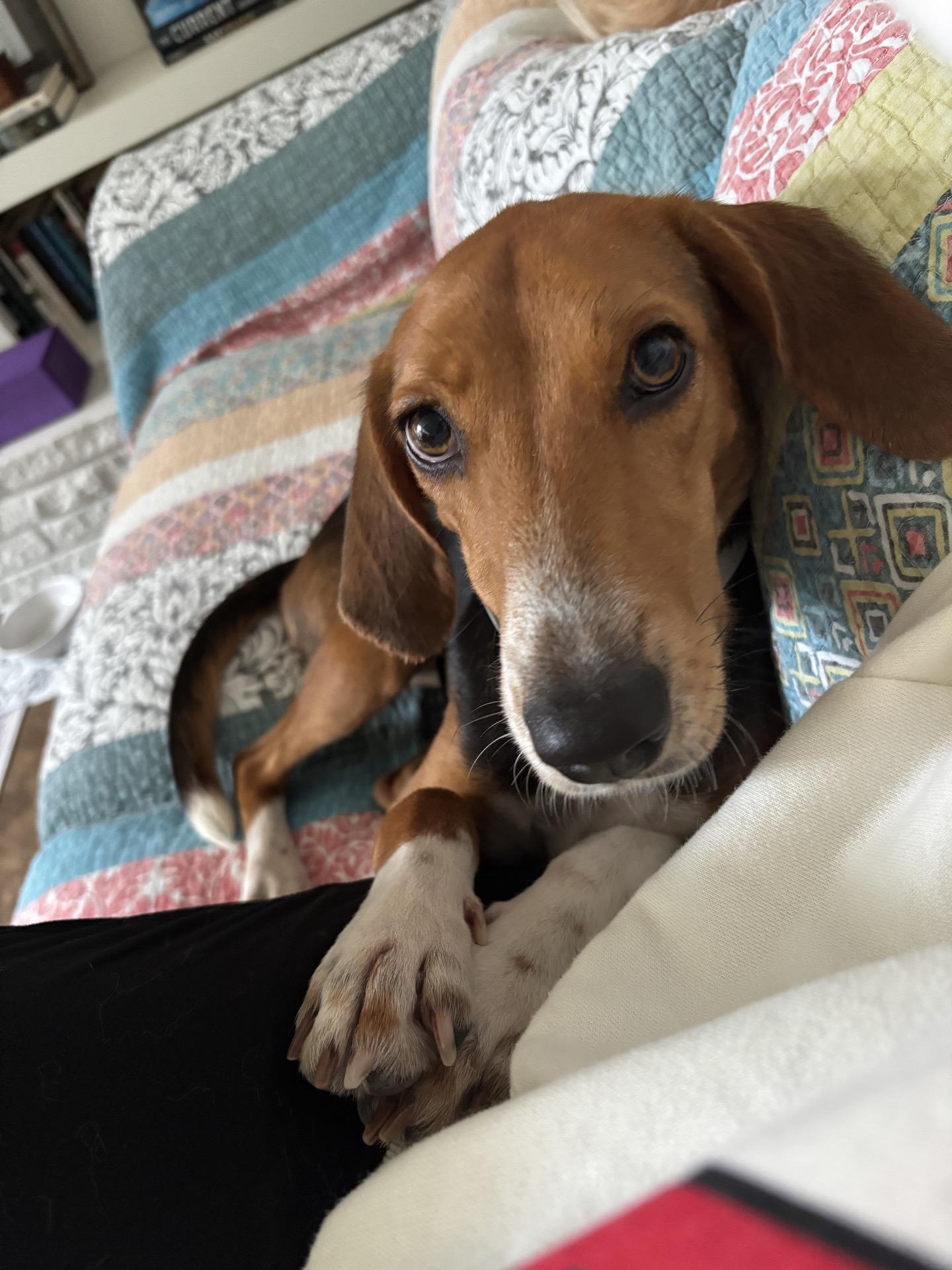 Lainey, Adoptable, Adult Male Hound.