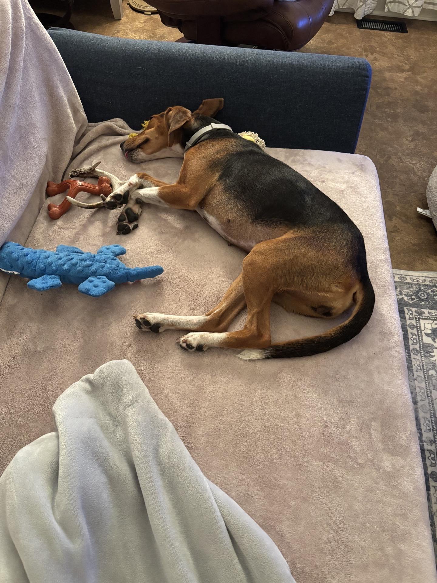 Lainey, a Adoptable mixed breed in charleston, SC image 3/6