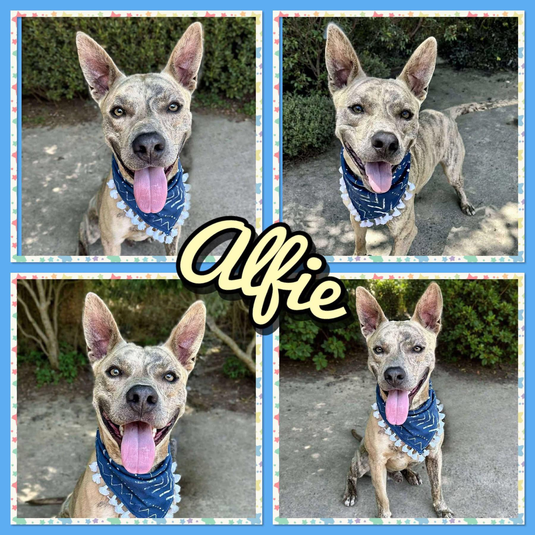 Enlarge Alfie, a Adoptable mixed breed in Seagoville, TX image 1/1