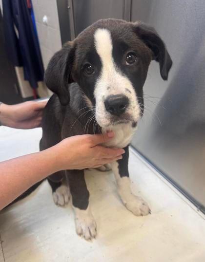 Double Stuffed, adopted, Puppy Male Boxer & Border Collie.