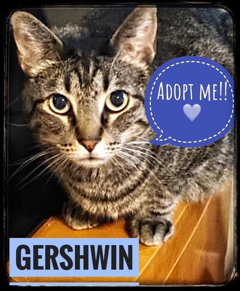 Enlarge Gershwyn 4483, a Adoptable Domestic Short Hair in Dallas, TX image 1/6