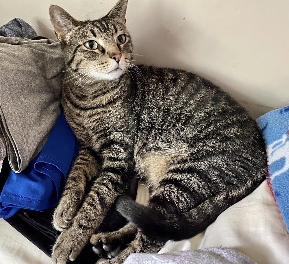 Enlarge Gershwyn 4483, a Adoptable Domestic Short Hair in Dallas, TX image 2/6