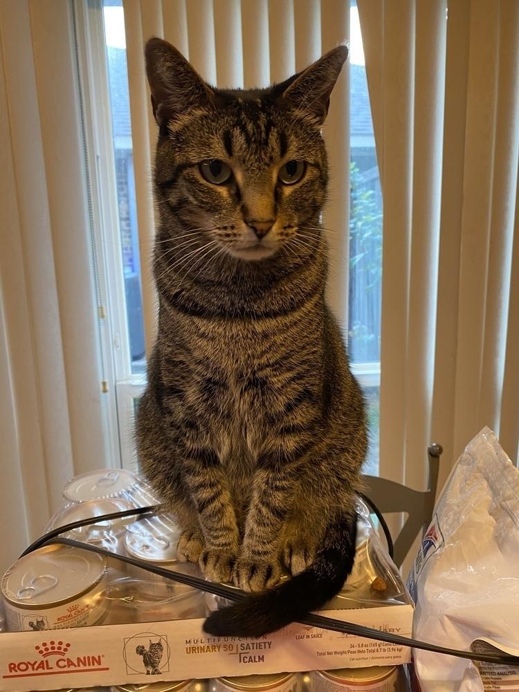 Enlarge Gershwyn 4483, a Adoptable Domestic Short Hair in Dallas, TX image 4/6