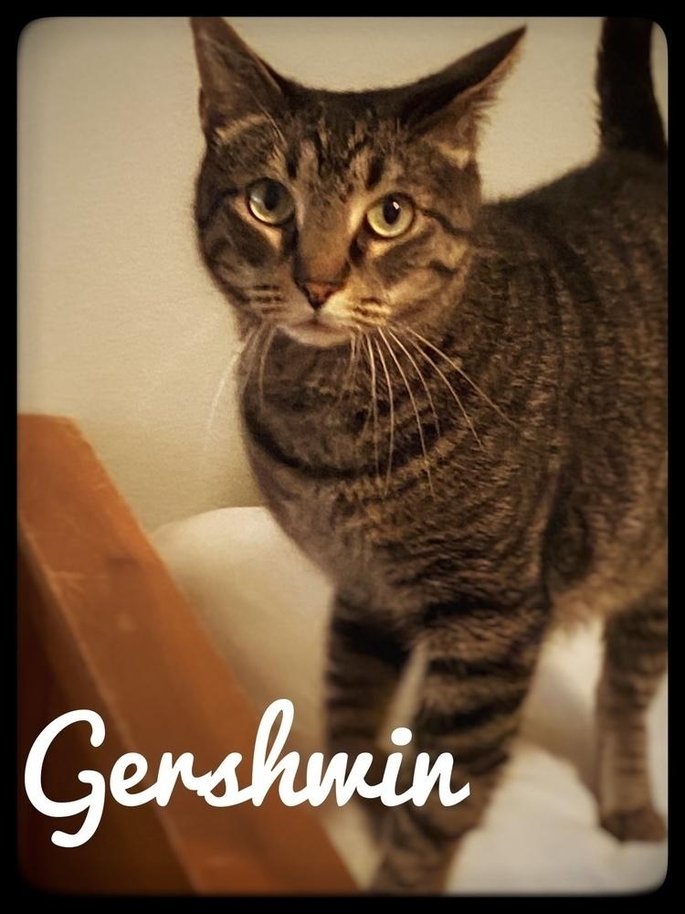 Enlarge Gershwyn 4483, a Adoptable Domestic Short Hair in Dallas, TX image 5/6